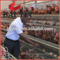 Nepal Layer Chicken Battery Cages For 10000 Birds Poultry Farm Design Layout